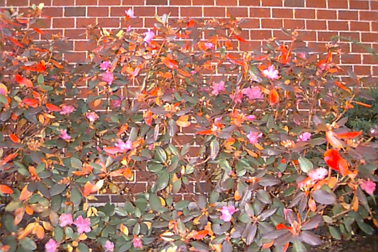 image30
