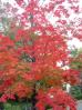 20031024/DSCN0178.JPG