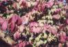 magenta-film.jpg